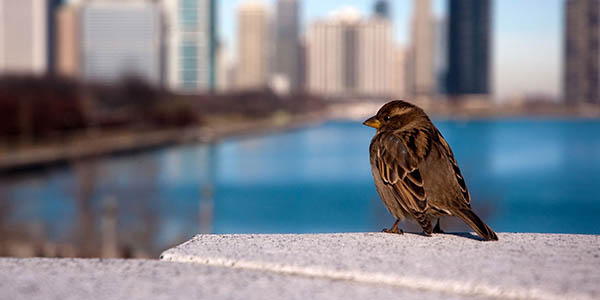 Bird Safe Glass