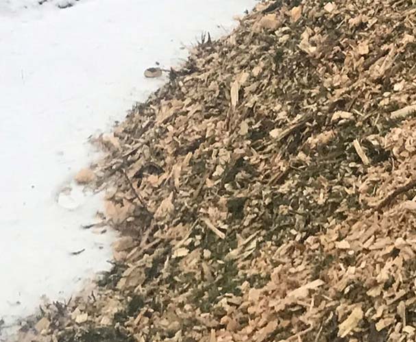 Wood Chips