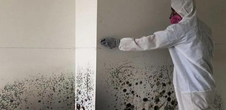 Black Mold Removal