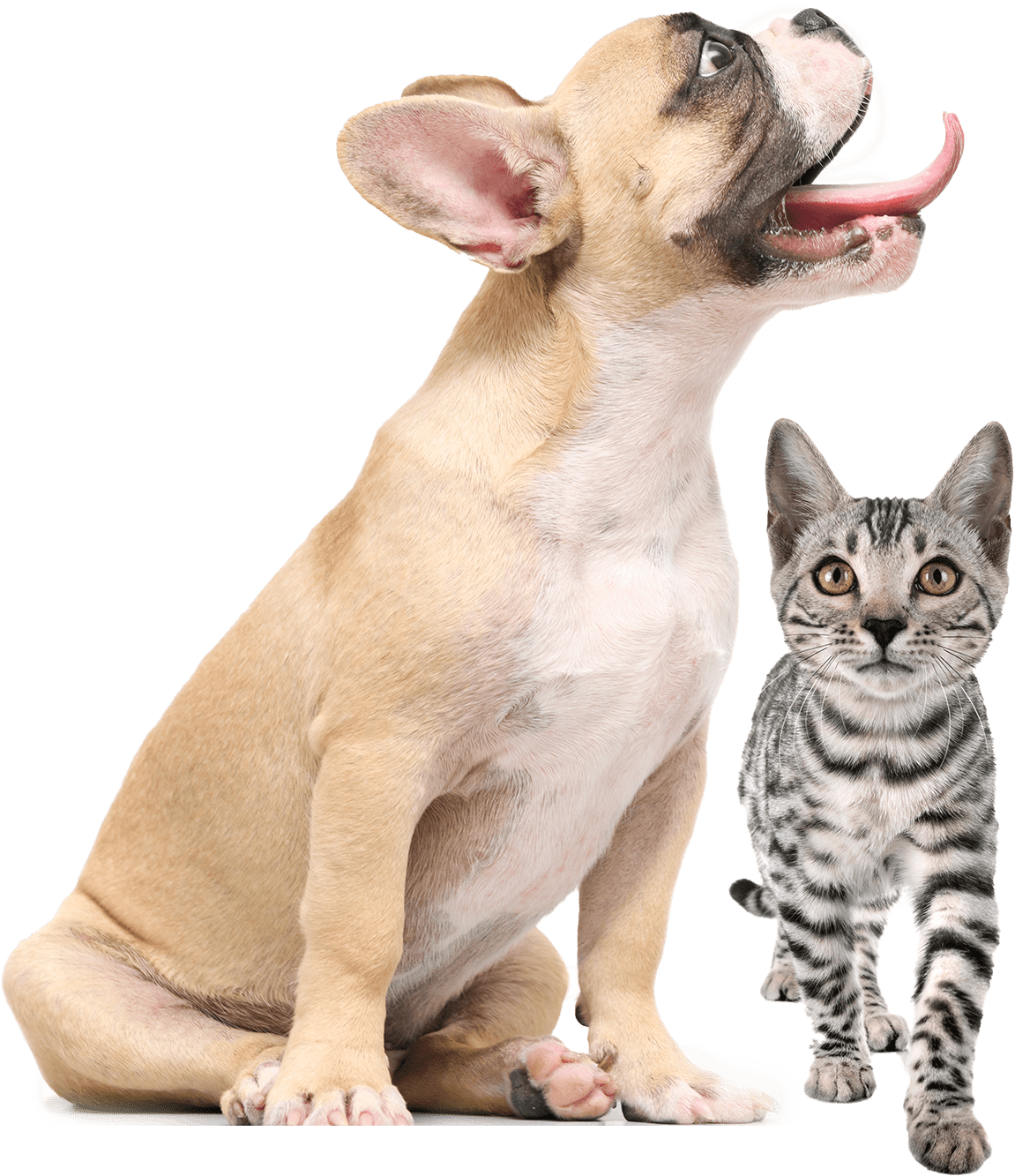 Cat and Dog