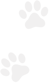 Paws Banner